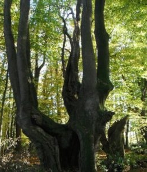 6 trees -on a tree ! old oak of the forest.